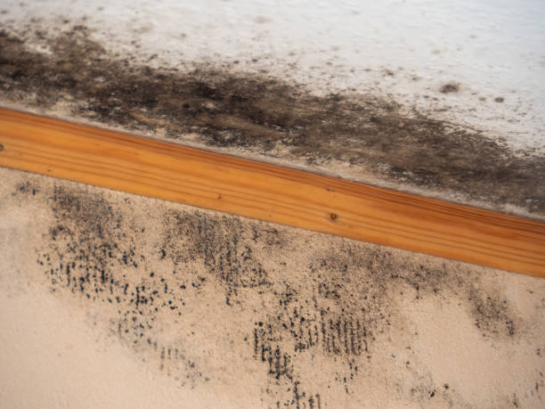 Best Black Mold Removal  in Oak Point, TX