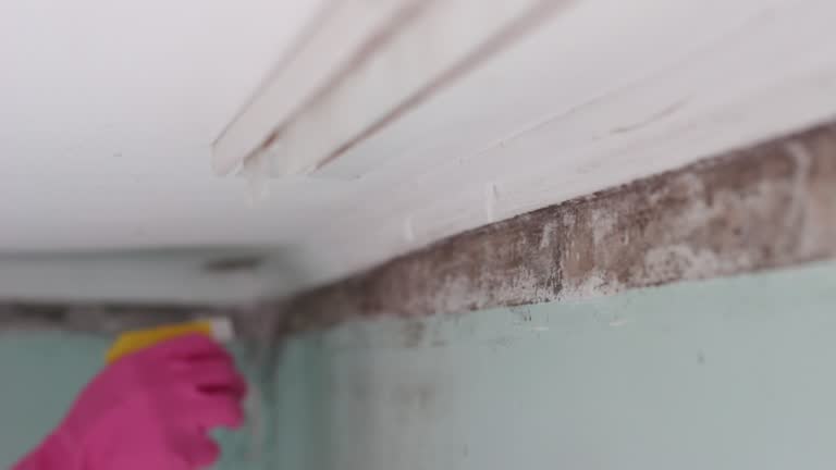 Best Mold Remediation for Healthcare Facilities  in Oak Point, TX